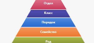 систематика-растений